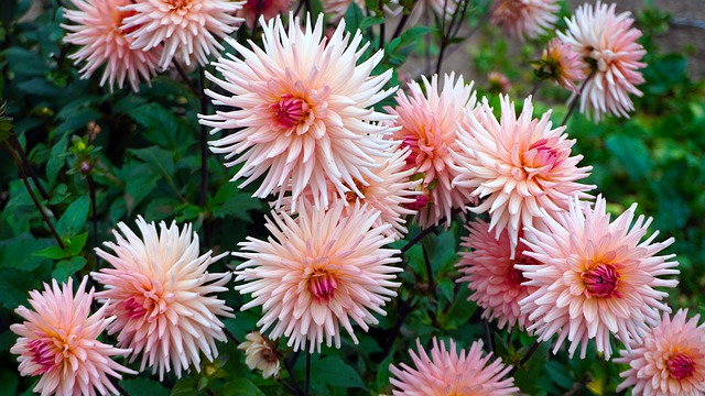 dahlias-4559851_640.jpg